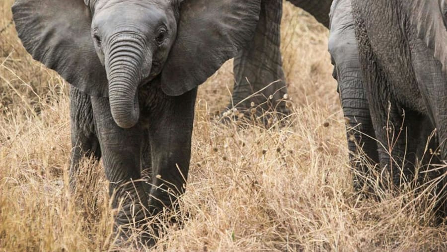 African Elephant