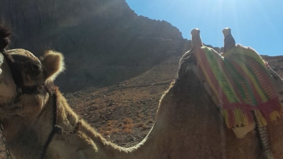Camel Riding