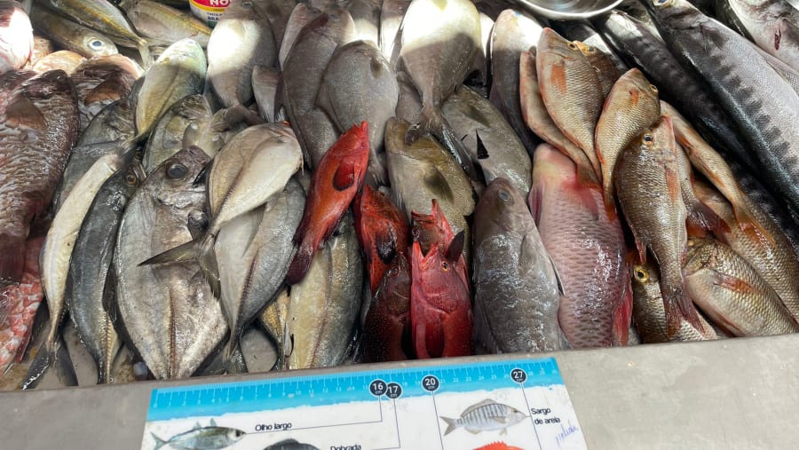 Explore the vibrant fish market in Mindelo