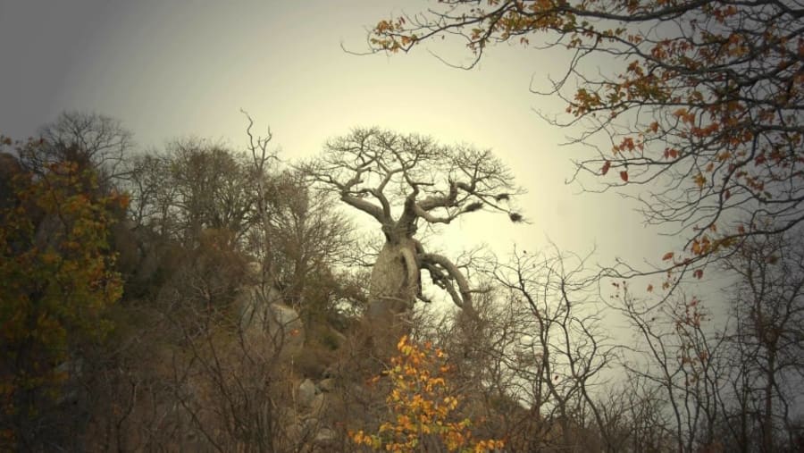 Baobab Tree