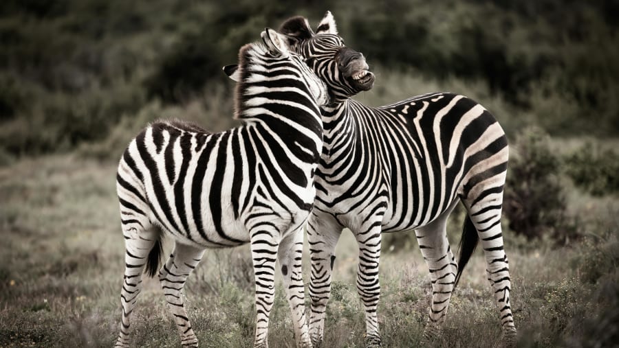 Witness the wildlife