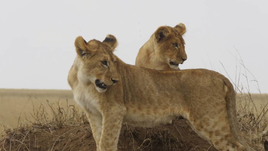 Wildlife Experience