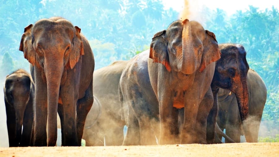 Pinnawala Elephant Orphanage, Sri Lanka