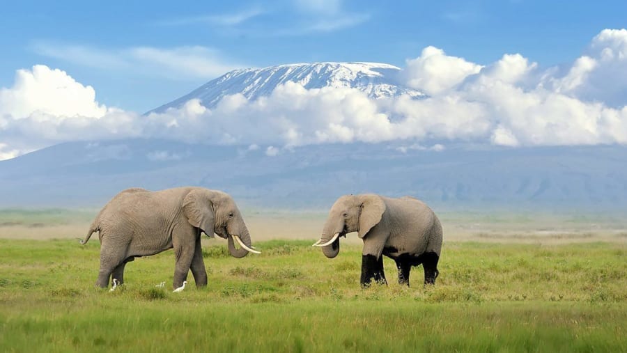 See the Giant Elephants in Masai Mara National Reserve