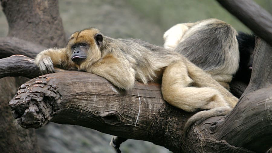 Black Howler Monkey