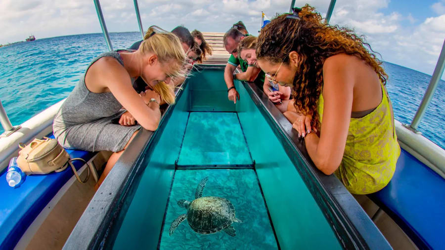 Observe aquatic animals
