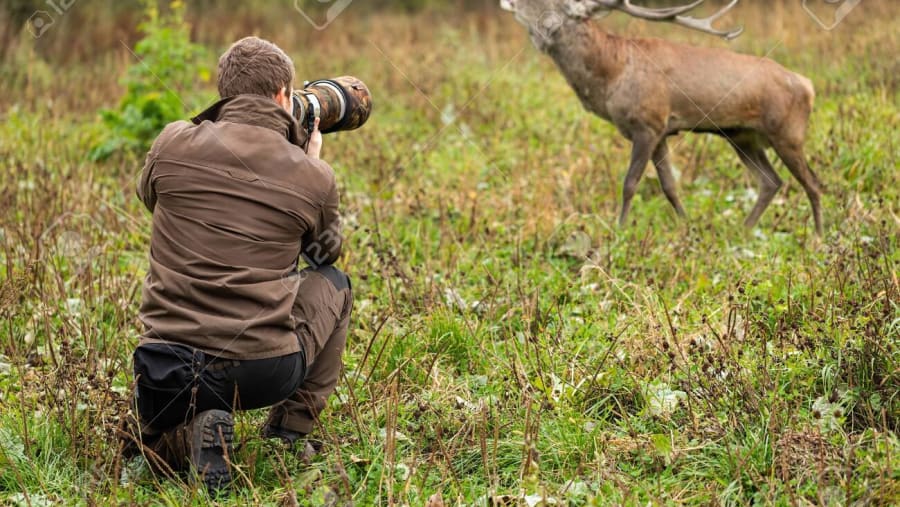 Wildlife Photograph