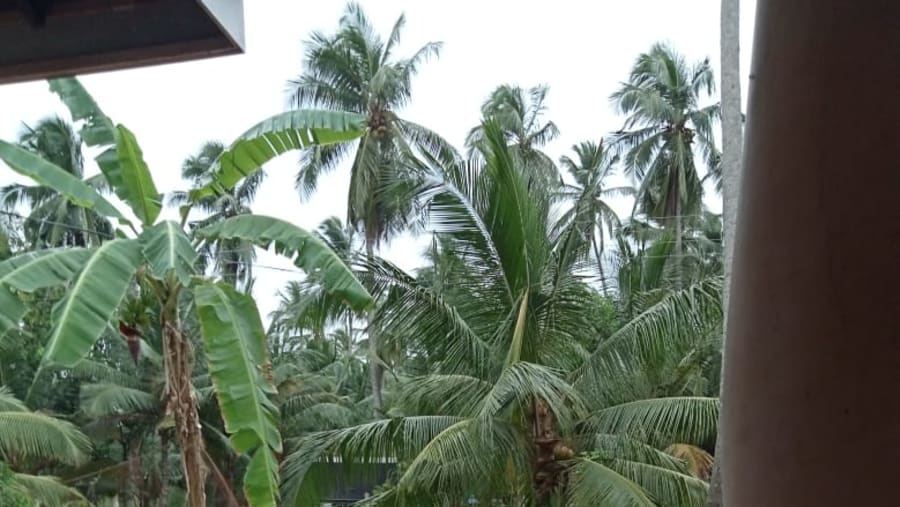 Coconut trees