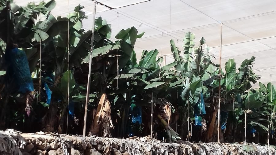 Pass by a banana plantation in Arona
