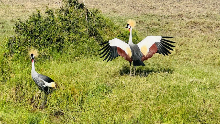 Spot the unique birdlife