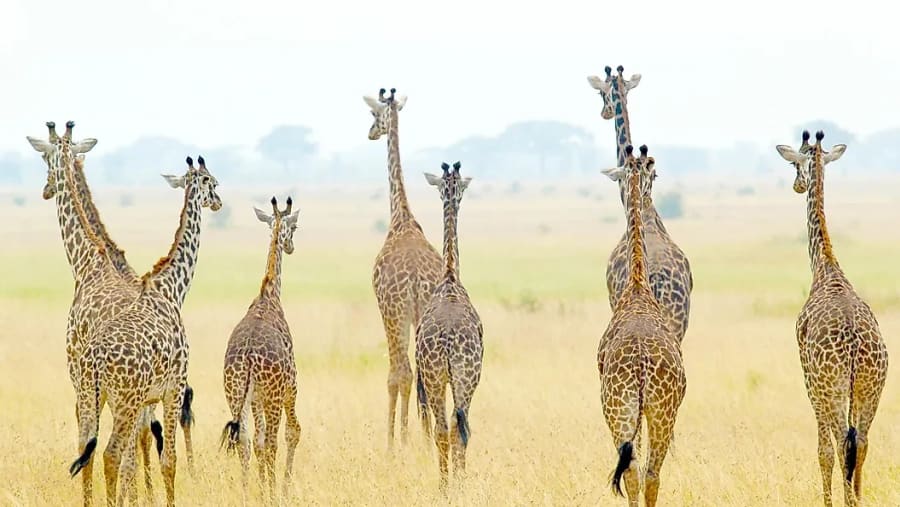 Tarangire National Park
