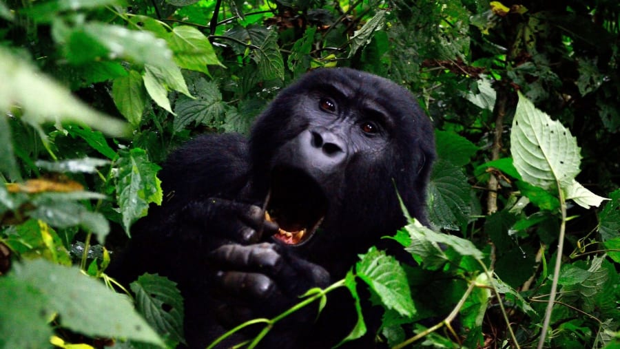 Gorilla