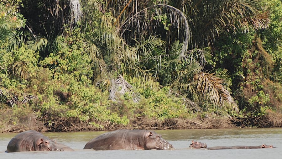 Hippopotamus