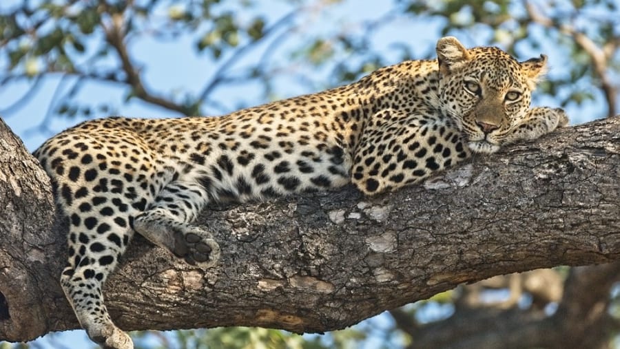 Leopard relaxing on a tree