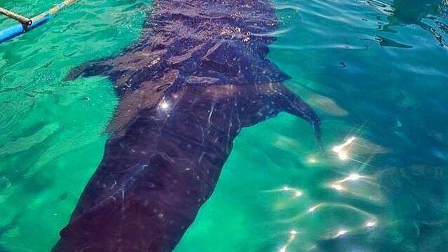 Whale shark