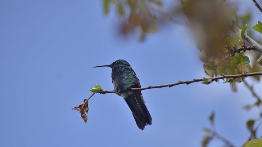 Manú National Park