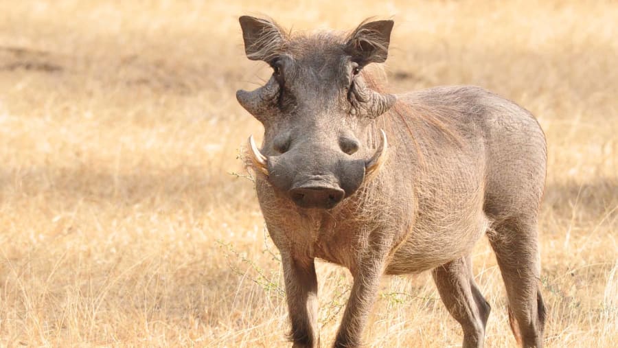 Warthog
