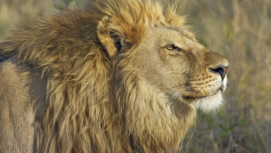 Lions at Masai Mara