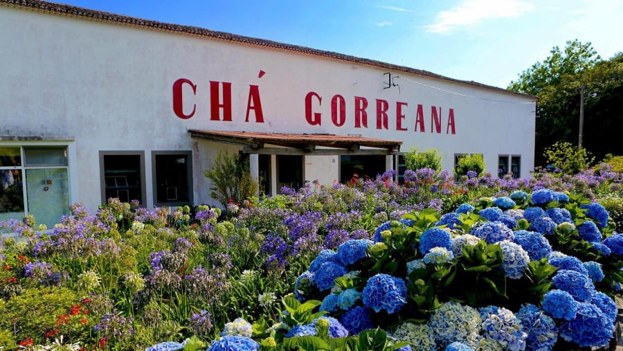 Cha Gorreana