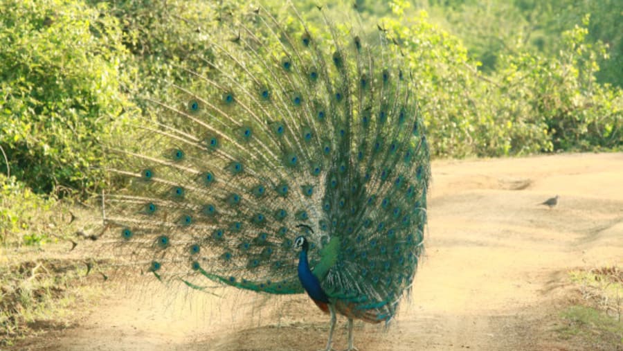 Yala National Park