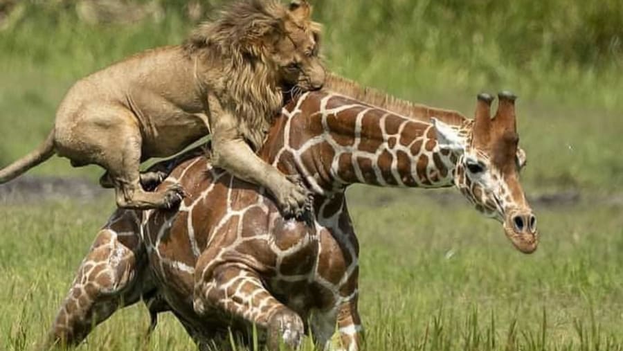 South Luangwa National Park, Zambia