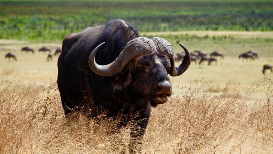 African buffalo