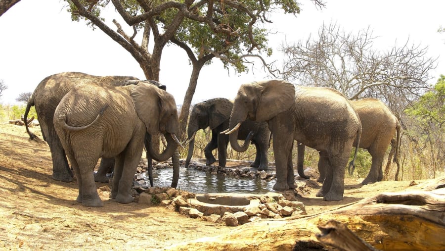 Elephants at Tarangire National Park