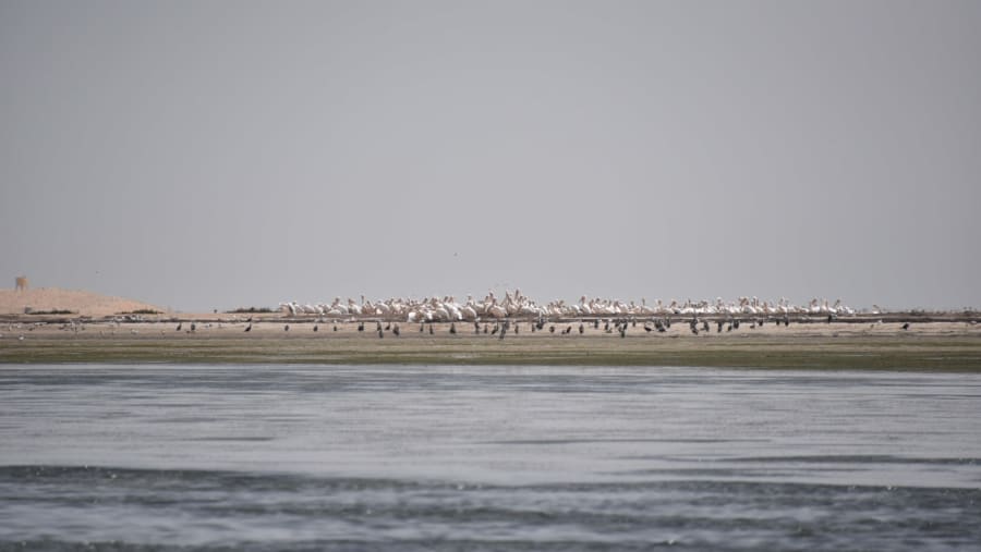 Birds Resting