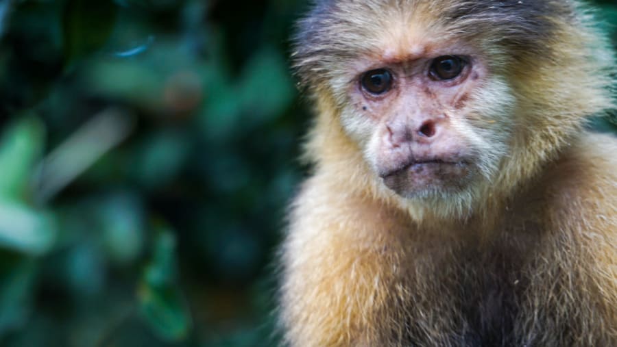 Monkey