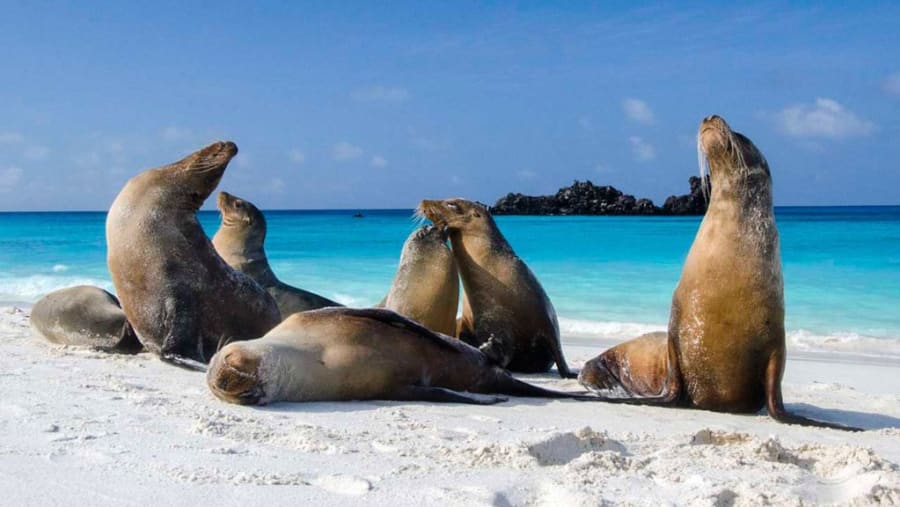 Sea Lions