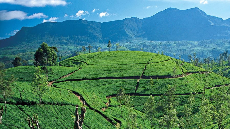 Enjoy the scenic Tea Plantation in Nuwara Eliya