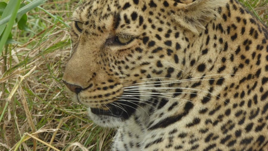 Leopard seen on safari
