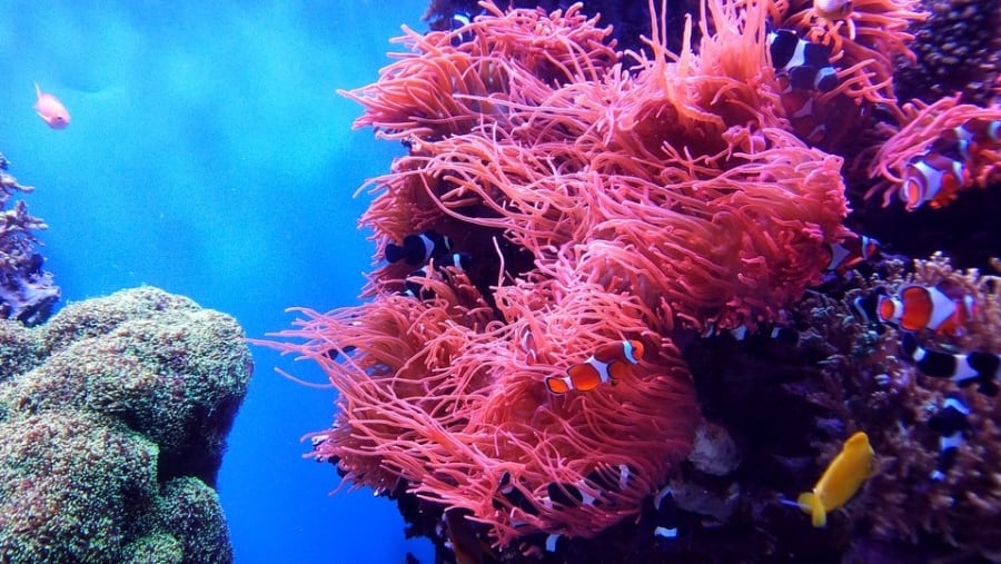 Coral Reef