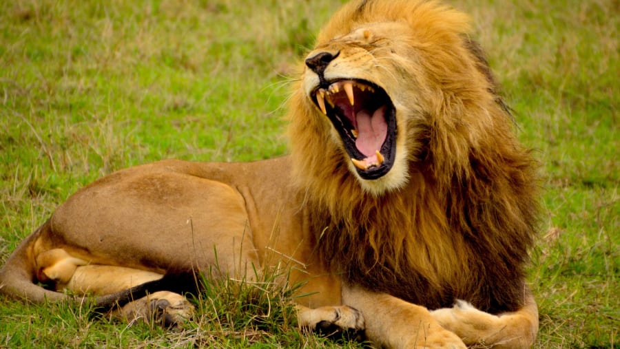 Witness the African wildlife