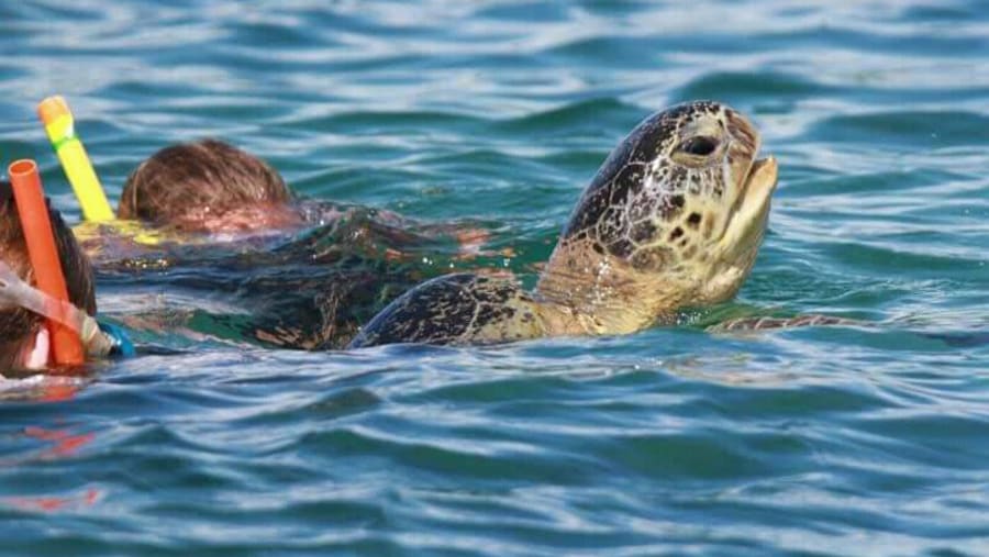 Marvel at up close experiences with sea turtles