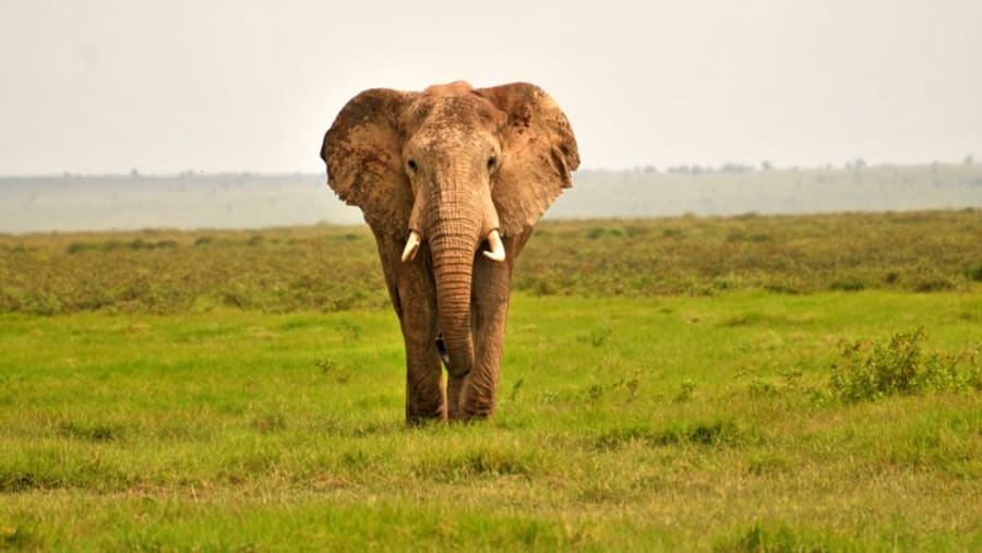 Elephant in Amboseli