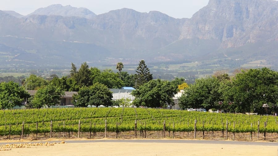Vineyards Of Stellenbosch, South Africa