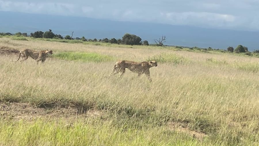 Cheetahs in the grass