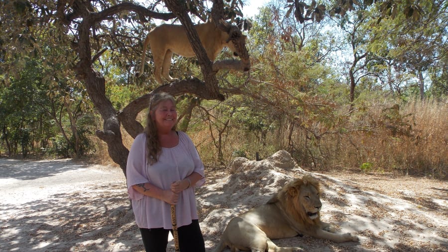 Lion walk