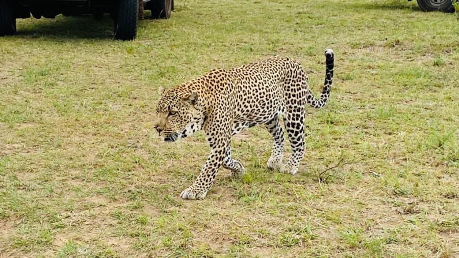 Leopard seen on safari