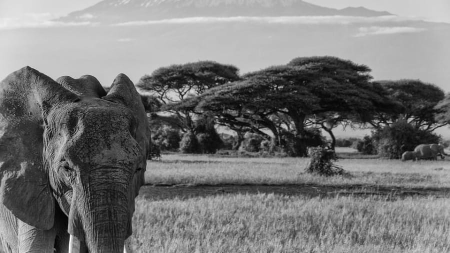 View of Mount Kilimanjaro in Ambseli