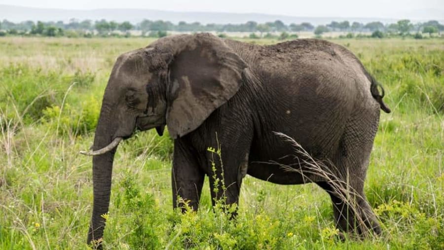 Ruaha National Park