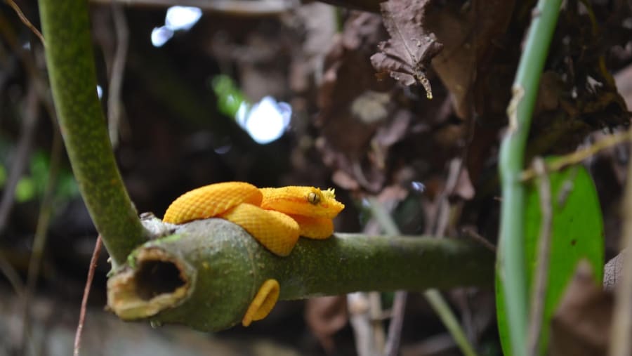 Manuel Antonio National Park