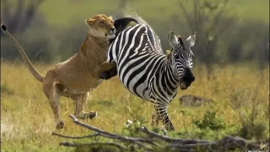 Witness the wildlife