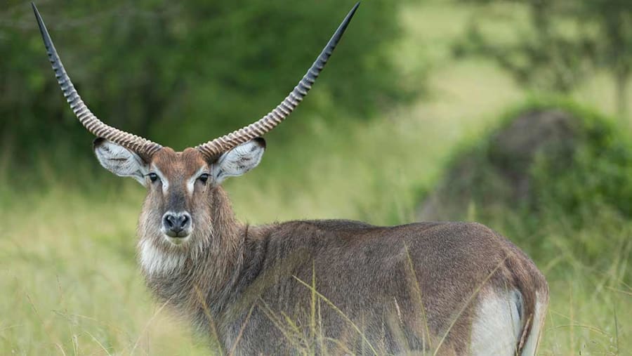 Witness the African wildlife