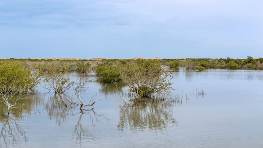 Al Thakhira mangroves