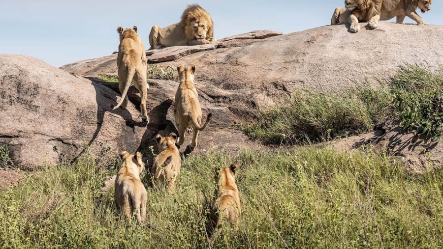African Lions