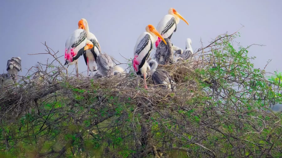 Yellow-billed stork