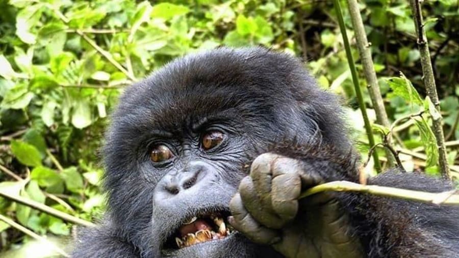 Gorilla at Mgahinga Gorilla National Park