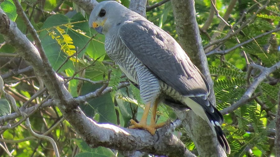 Grey Hawk, Copalita Ecological Park